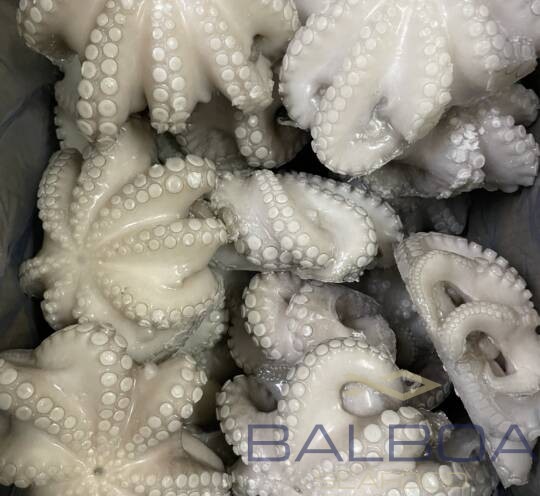CEPHALOPODOS