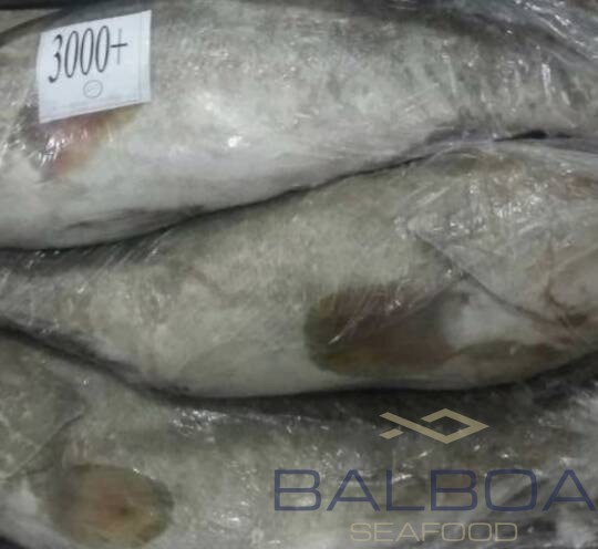 FISH